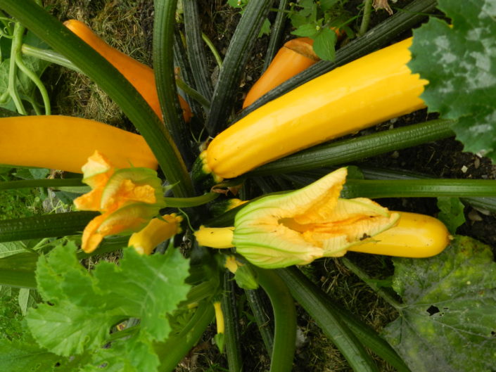 zucchini-kopie