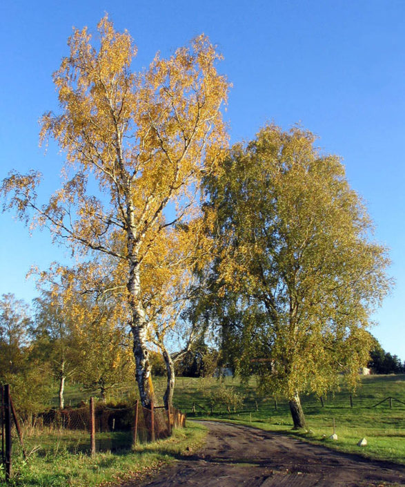 Birken_im_Herbst